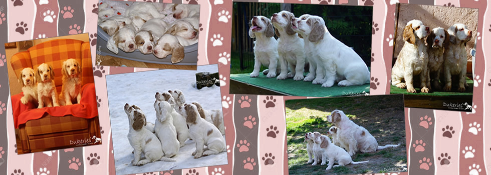 Dukeries' Clumber Spaniel  waiting for the right family