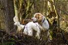 Dukeries' Clumber Spaniel Deli