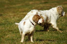 Dukeries' Clumber Spaniel Deli