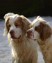 Dukeries' Clumber Spaniel Aven