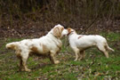 Dukeries' Clumber Spaniel Deli