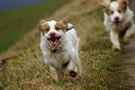 Dukeries' Clumber Spaniel Deli