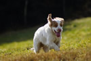 Dukeries' Clumber Spaniel Deli