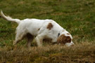 Dukeries' Clumber Spaniel Deli