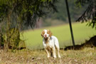 Dukeries' Clumber Spaniel Deli