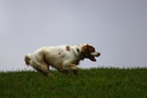 Dukeries' Clumber Spaniel Deli