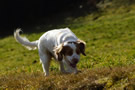 Dukeries' Clumber Spaniel Deli