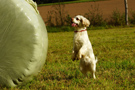 Dukeries' Clumber Spaniel Sparkle