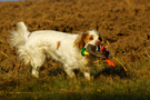 Dukeries' Clumber Spaniel Leya