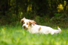 Dukeries' Clumber Spaniel Leya