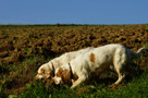 Dukeries' Clumber Spaniel Aven