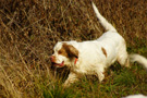 Dukeries' Clumber Spaniel Aven