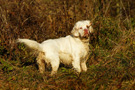 Dukeries' Clumber Spaniel Sparkle