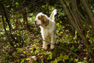 Dukeries' Clumber Spaniel Leya