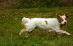 Dukeries' Clumber Spaniel Leya