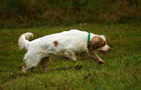 Dukeries' Clumber Spaniel Leya