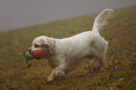 Dukeries' Clumber Spaniel Sparkle