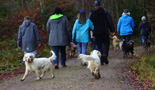 Dukeries' Clumber Spaniel Sparkle