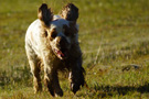 Dukeries' Clumber Spaniel Leya