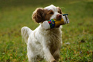 Dukeries' Clumber Spaniel Leya