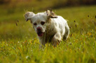 Dukeries' Clumber Spaniel Sparkle