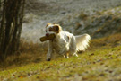 Dukeries' Clumber Spaniel Leya