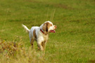 Dukeries' Clumber Spaniel Aven