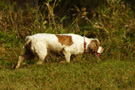 Dukeries' Clumber Spaniel Aven