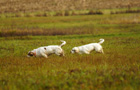 Dukeries' Clumber Spaniel Sparkle