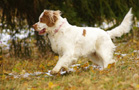 Dukeries' Clumber Spaniel Aven