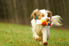 Dukeries' Clumber Spaniel Leya