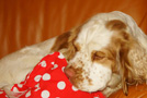 Dukeries' Clumber Spaniel Aven