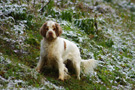 Dukeries' Clumber Spaniel Leya