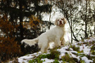 Dukeries' Clumber Spaniel Sparkle