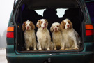 Dukeries' Clumber Spaniel Leya