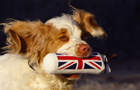 Dukeries' Clumber Spaniel Leya