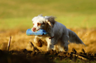 Dukeries' Clumber Spaniel Sparkle