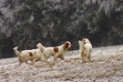 Dukeries' Clumber Spaniel Aven