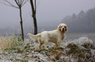 Dukeries' Clumber Spaniel Sparkle