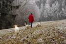 Dukeries' Clumber Spaniel Leya