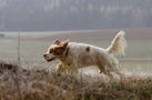 Dukeries' Clumber Spaniel Leya