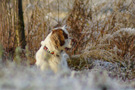 Dukeries' Clumber Spaniel Aven