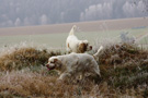 Dukeries' Clumber Spaniel Leya