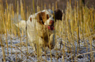 Dukeries' Clumber Spaniel Leya