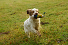 Dukeries' Clumber Spaniel Leya