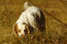 Dukeries' Clumber Spaniel Aven