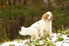 Dukeries' Clumber Spaniel Leya