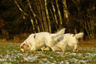 Dukeries' Clumber Spaniel Leya