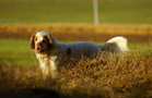 Dukeries' Clumber Spaniel Leya