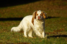 Dukeries' Clumber Spaniel Aven